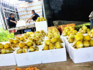 蔬菜種子種植戶客戶點評-這位老板像初戀一樣，獨愛“金美2號”