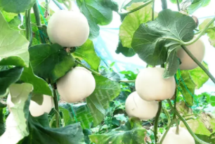 蔬菜種子種植戶客戶點評-丁老板說：種植這個品種，獲得了滿意的收入，確實“爽歪歪”