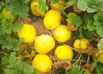 蔬菜種子種植戶客戶點評-瓜農(nóng)說：“還得是這個品種啊！”，什么品種讓種植戶如此感慨？