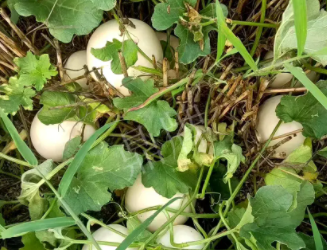 蔬菜種子種植戶客戶點評-一個會寫詩的農(nóng)民，把甜瓜種在草叢中，結(jié)果怎樣？