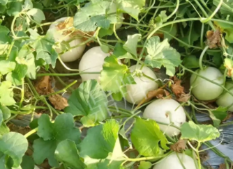 蔬菜種子種植戶客戶點評-真有這么好嗎？這個品種我試種了一畝地，猜猜我賣了多少錢？