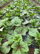 蔬菜種子種植戶客戶點評-第一次種植這種菜，現(xiàn)在可以上市了，大家?guī)臀医ㄗh一下，能賣個什么價格？