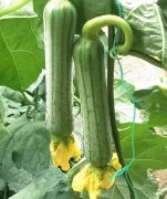 蔬菜種子種植戶客戶點評-這瓜，太美了！太美了！但我這個老菜農……唉！