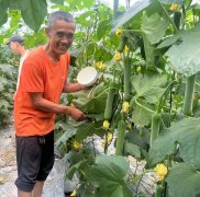 蔬菜種子種植戶客戶點評-干農業(yè)，有喜悅嗎？有的，請看！