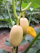 蔬菜種子種植戶客戶點評-瓜菜價格不好，太卷了！看一位種植大戶穩(wěn)穩(wěn)賺錢的經(jīng)驗…